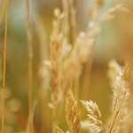 【新橋 税理士が解説】2026年まで増税なし！財務相発言から読み解く、今こそ中小企業が取るべき財務戦略